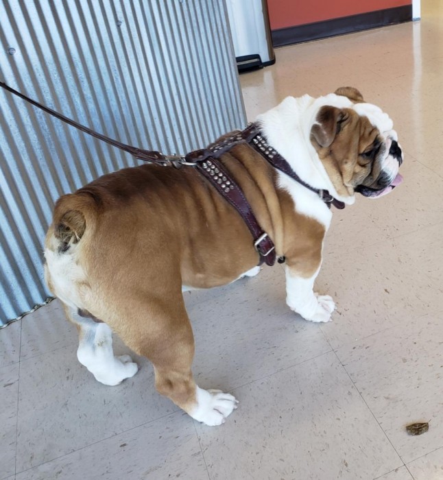 english bulldogs for sale in my area