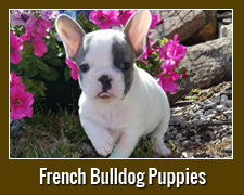 English Bulldogs & Puppies for Sale in Oklahoma | S&J English Bulldogs