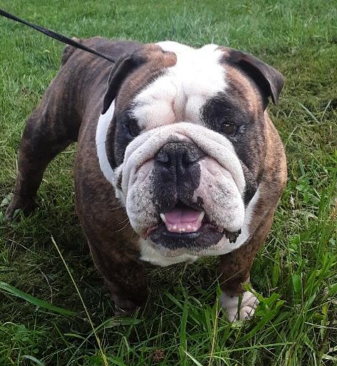 English Bulldog Males & Females for Sale in Oklahoma | S & J English ...